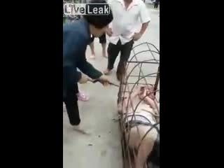 best за измену жена заперла мужа в клетке и прилюдно наказала китай best