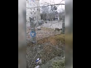 best молодая козочка забежала в ограду газгольдера в сосновом бору best