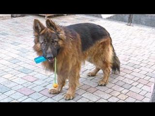 best веселый дольф длинношерстная немецкая овчарка funny long haired german best