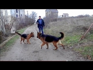 best немецкие овчарки ральф акай и его невеста альма одесса best