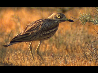 best авдотка eurasian stone curlew burhinus oedicnemus best