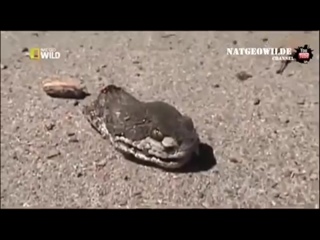 best отрубленная голова змеи совершает нападение зомби змей best
