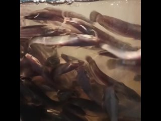 best جزائري vid 251420902 004601 431 mp4 best
