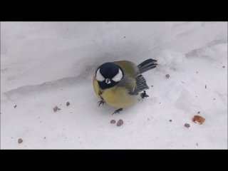 best забавная и смелая синичка в дворцовом парке гатчины г best