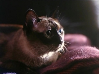 best опасный эксперимент зловещий зверь опасные желанияtomcat dangerous desires 1993 best