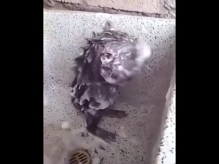 best это видео взорвало интернет невероятно крыса моется как человек в душе best