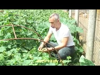 best огурец самотык это самое крутое видео как лечить геморой огурчик в попку a hrefмузыкальные инструменты best