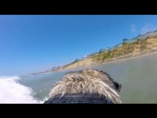 best funny videos compilation подборка смешных видео 2 january 2016 pug surfer мопс сёрфер best