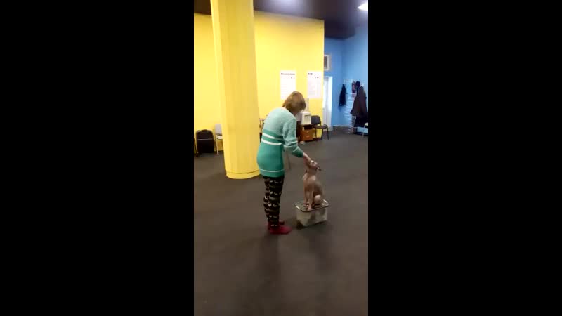 best видео от американские голые терьеры ксоло аусси дрт best