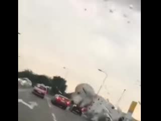 best сорвался пятнистый дог потому что порвался поводок best