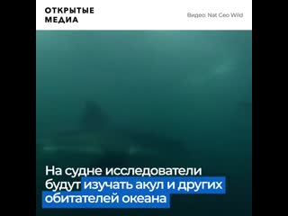 best учёные воссоздадут лодку из челюстей для изучения акул best