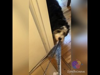 best в тиктоке завирусилось видео как пeсель пытается порвать трусы своеи хозяике которая сидит на унитазе best