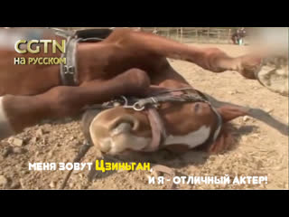 best хитрый конь притворяется мертвым каждый раз когда его пытаются оседлать best