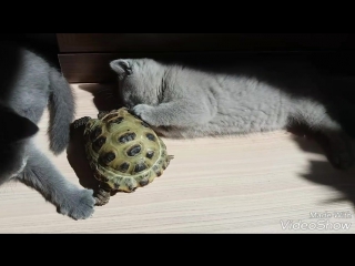 best милашка и черепашка помёт d plush blue ray best