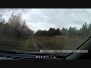 best приколы неудачи и необычные случаи на охоте встреча с дикими молодые часть 3 best