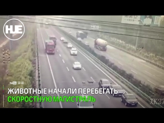 best в пекине смертельное дтп из за баранов попало на видео best