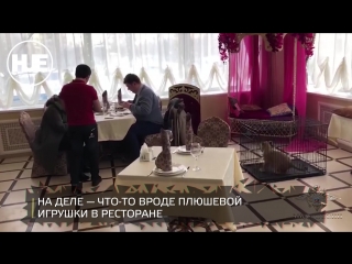 best в москве полицейские спасли подрастающего царя зверей из жирных объятий владельца ресторана best