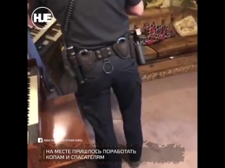 best в америке семейству людей на головы свалилось семейство енотов best