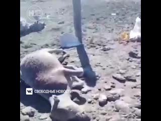 best в забайкальском крае сгорело целое поголовье домашних молодые best
