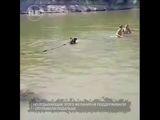 best в урюпинске цирковой медведь купался вместе с людьми на общественном пляже best