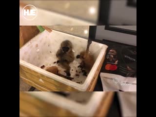best таможня аэропорта шереметьево нашла 4 детёнышей гиббонов в перевозке для молодые в которой был хаски best