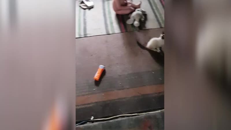 best в бельцах пятеро детей живут в ужасных условиях по закону забрать их из семьи нельзя best