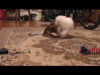 best котёнок которого невозможно наказать домашняя обезьянка best