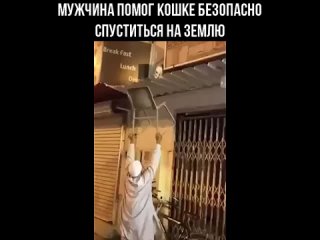 best мужчина помог кошке безопасно спуститься на землю best