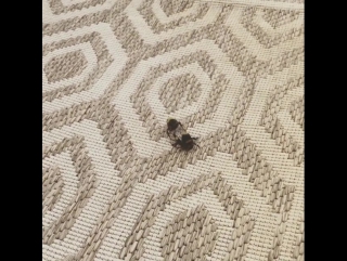 best bumble bee sex on my balcony theyve been at it лондон best