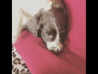best 1 week later cute puppy cockerspaniel spaniel лондон best