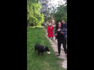 best пьяна женщина гуляет с ротвейлером без намордника best