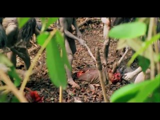 best фрагмент из ад каннибалов cannibal holocaust 1979 ruggero deodato best