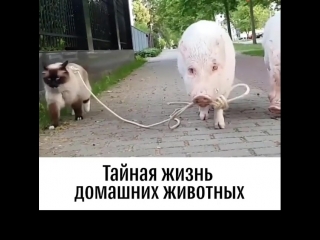 best а вы знаете чем занимаются ваши питомцы пока вас нет рядом best