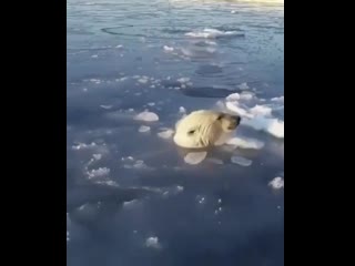 best полярная медведица проламывает дыры во льду чтобы дать возможность дышать медвежатам best
