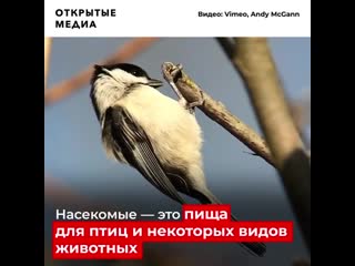 best из за человека 40 насекомых оказались под угрозой вымирания best