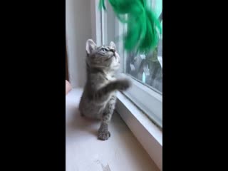 best очень ласковый мальчик поль 2 мес ищет свой дом best