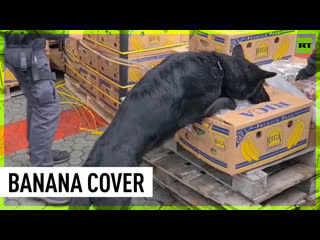 best cocaine discovered in banana boxes shipped from ecuador best