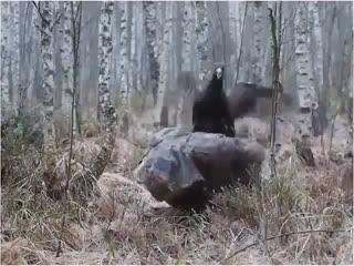best отстань противный я лося жду best