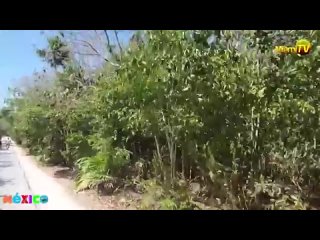 best nude tulum tours snorkeling miami tv jenny scordamaglia 2021 360 x 640 mp4 best