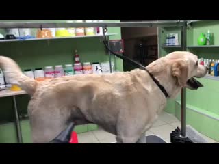 best видео от зооцентр pet groom best