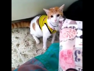 best кот болельщик научился кричать гол best