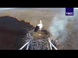 best аист в амурской области не покинул гнездо с яйцами несмотря на пожар внизу best