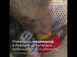 best в ленинградской области лайка принесла домой детеныша который оказался медвежонком best