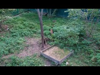 best первая учебная охота котят терека и рицы из центра восстановления леопарда на каазе best