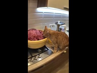 best когда мама собралась лепить пельмени но ты слишком нетерпелив best
