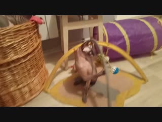 best servant mov 0918 mp4 best