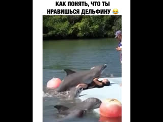 best как понять что ты нравишься дельфину best