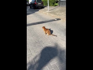 best у нас недалеко от дома живет кот который не прячется ни от одной молодые ни от маленькой ни от большой он излучает best