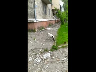 best молодые в мариуполе тащит кусок человеческой руки best