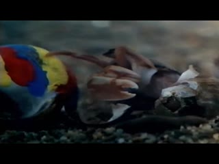 best ракушка рак отшельник 1996 короткометражка драма tove c sverdrup best